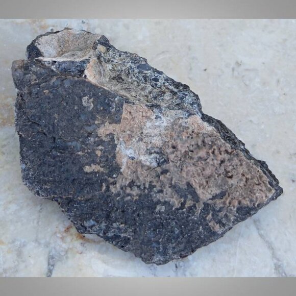 dinosaur bone fossil 02 - Picture 5 of 6